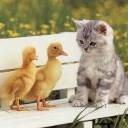 Cat-and-Ducks