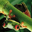 Tree-Frog-Percheda
